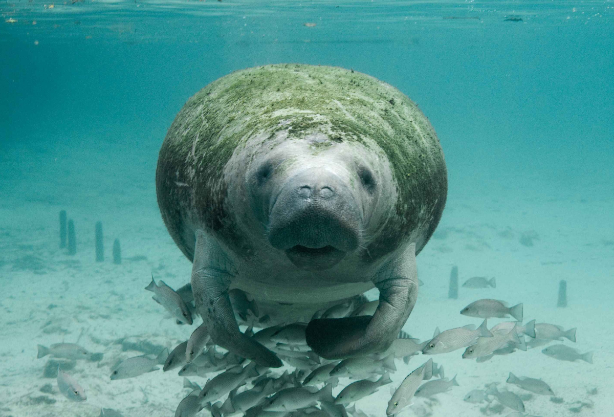 Manatee Appreciation Month. Isn’t real.
